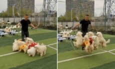 Vídeo hilário: homem pula corda na companhia de sete cães