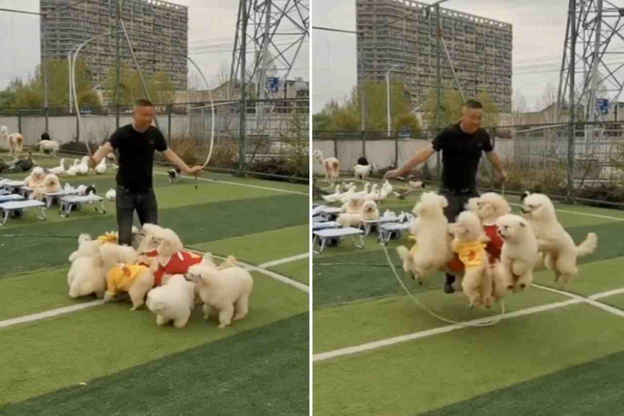 Rolig video: Man hoppar hopprep i sällskap med sju hundar