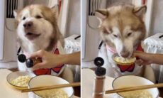 Vídeo hilário: cão gourmet poderia ser jurado no MasterChef