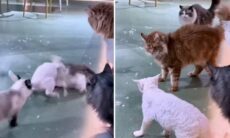 Vídeo assustador: gatos entram numa briga extremamente violenta