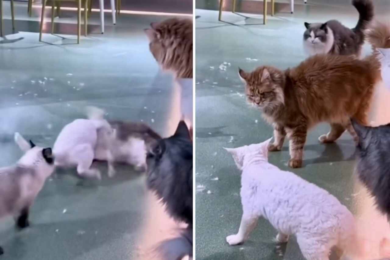Video înfricoșător: Pisicile implicate într-o luptă extrem de violentă