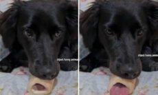 Vídeo hilário: compilação junta cães trapalhões e gatos violentos