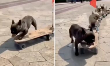 Vídeo fofo: cães da raça buldogue francês andam de skate juntos