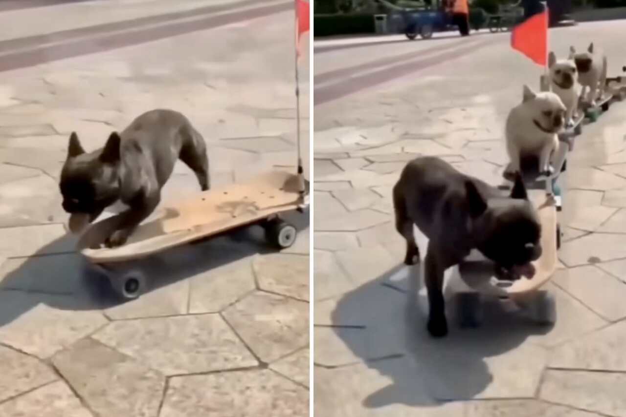 Video adorabile: cani di razza bulldog francese fanno skateboard insieme