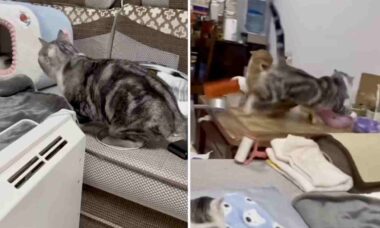 Vídeo impressionante: gatos endemoniados promovem quebradeira incontrolável