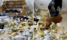 Vídeo hilário registra cães especialistas em destruição de patrimônio