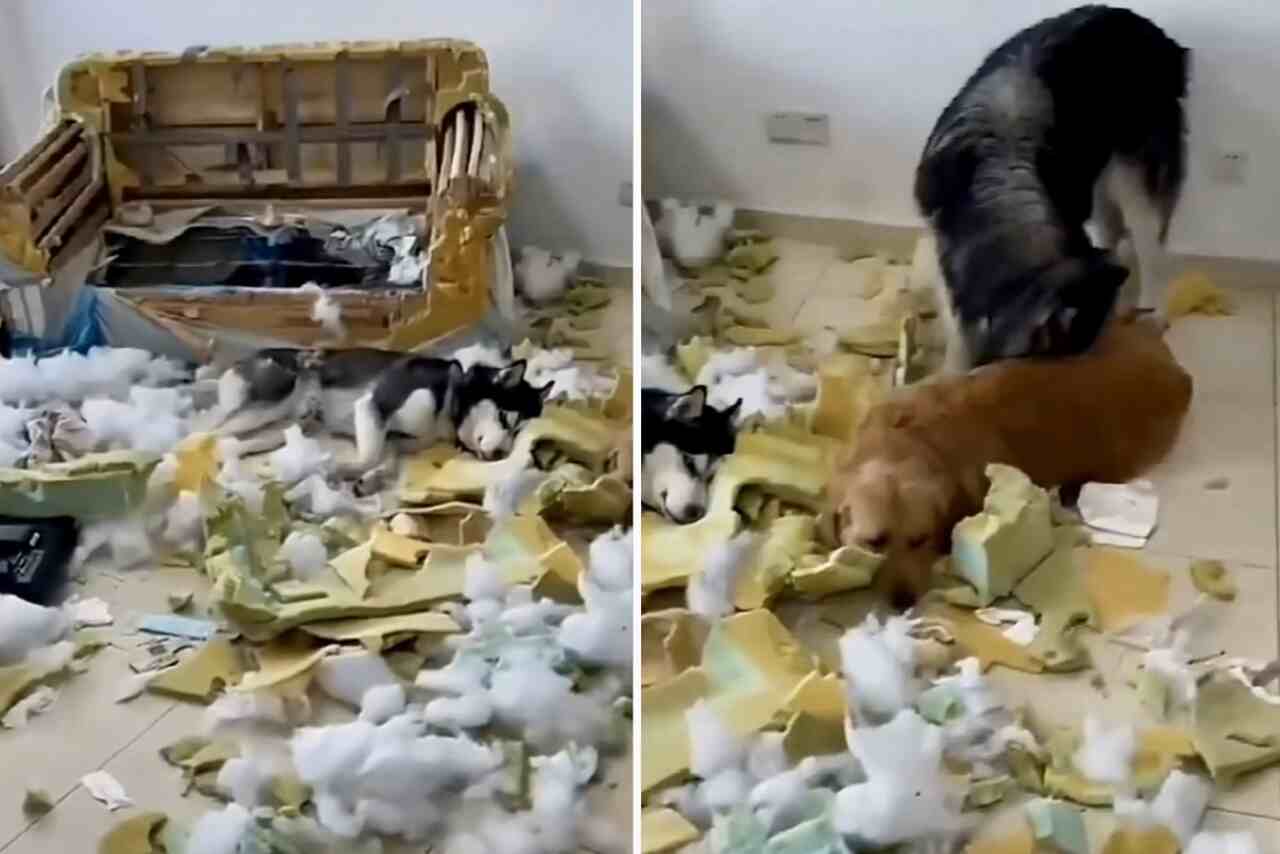 Video amuzant: câini specializați în distrugerea bunurilor