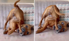 Esses vídeos de pets trapalhões vão alegrar o seu fim de semana