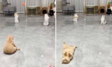 Vídeo hilário: vôlei entre gatos termina em pequena tragédia