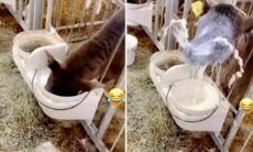 Vídeo hilário: asno, bezerro, cão e até peixe provocam pequenas catástrofes