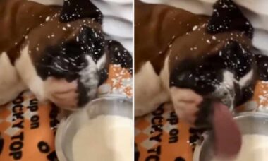 Vídeo hilário: sedento, cão boxer toma banho ao beber leite