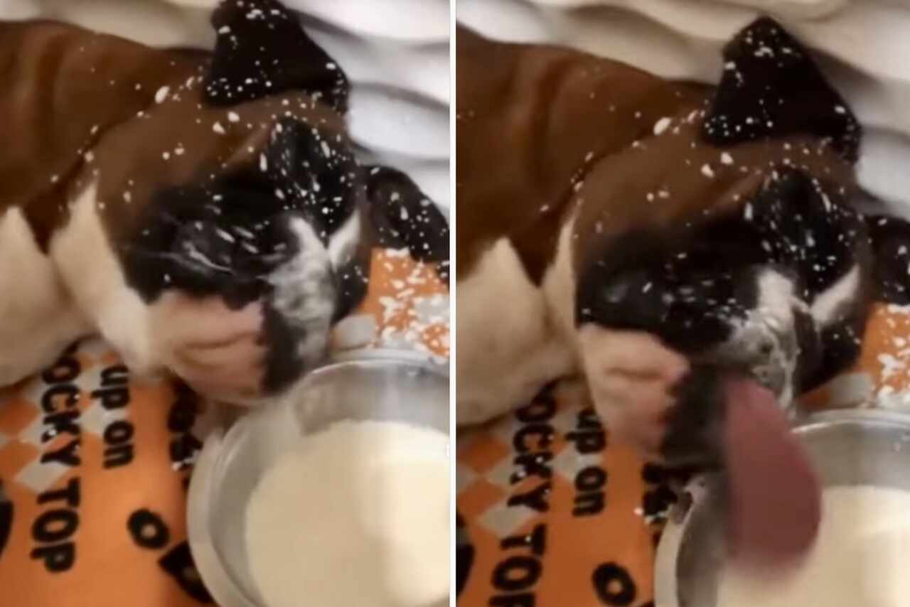 Grappige Video: Dorstige Boxerhond Neemt een 
