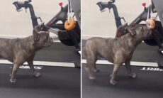 Vídeo hilário: dono usa fórmula infalível para que cão buldogue francês faça exercícios