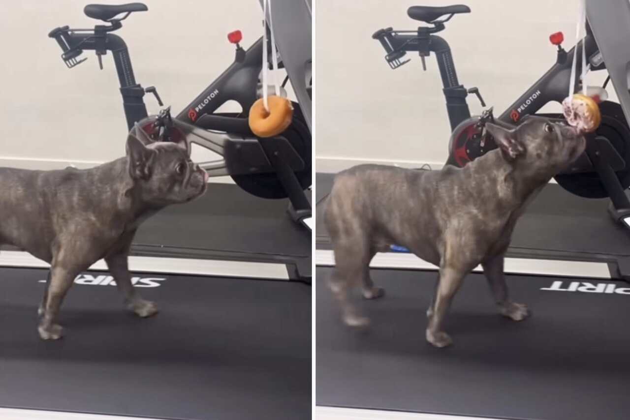 Video divertido: dueño utiliza fórmula infalible para hacer que el perro bulldog francés haga ejercicio