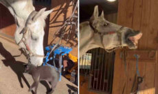 Vídeo hilário: cavalo faz de tudo para irritar gato e cai na gargalhada
