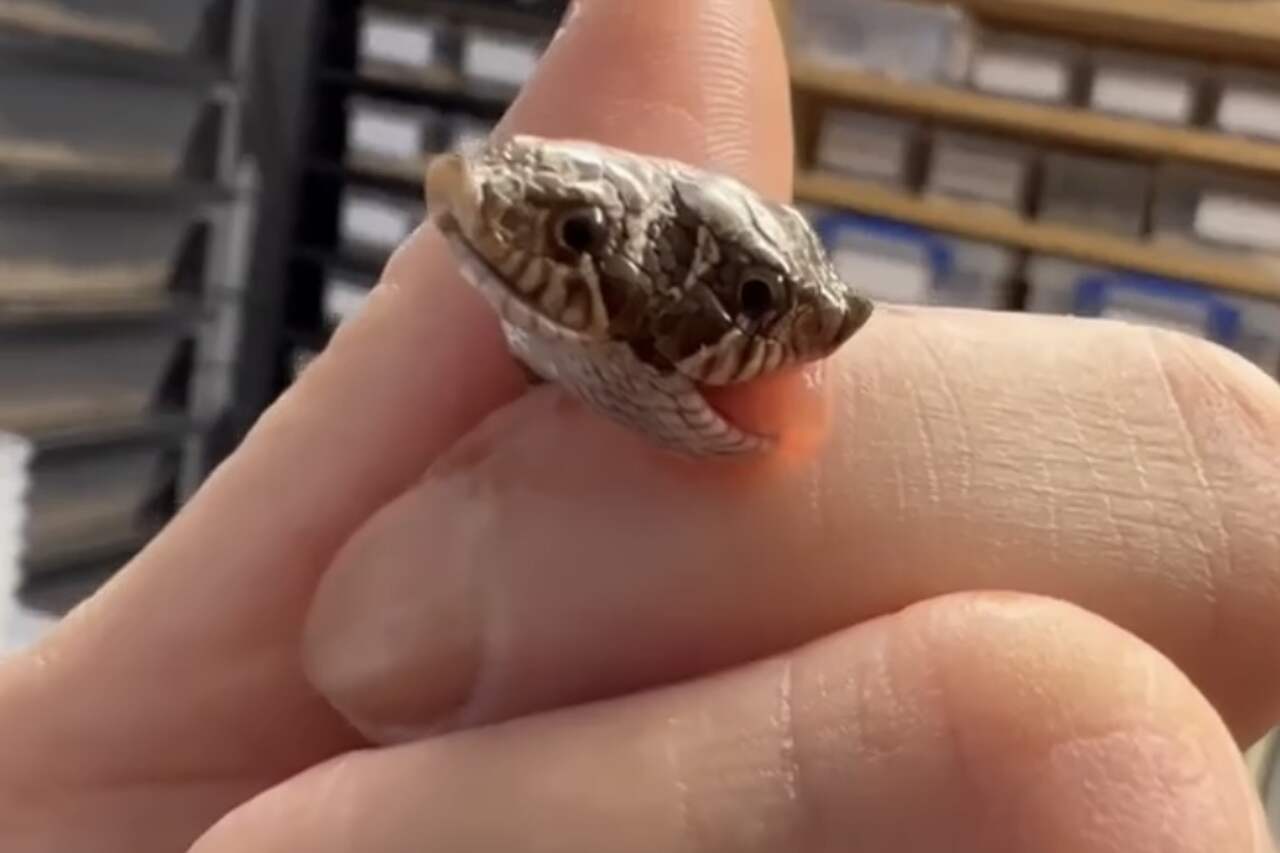 Tvåhövdad orm född i djuraffär i England