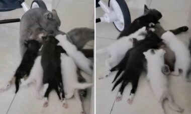 Vídeo impressionante: gata fica exausta com sua ninhada de filhotes esfomeados