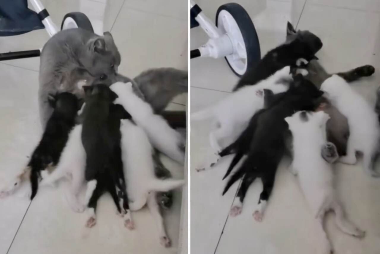 Imponerande video: Katt blir utmattad av sina hungriga kattungar