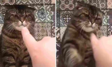 Vídeo hilário: gatos nervosinhos resolvem tudo na pancada
