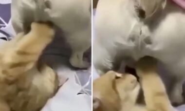 Vídeo hilário: gato resolve praticar boxe em área dolorosa de cãozinho