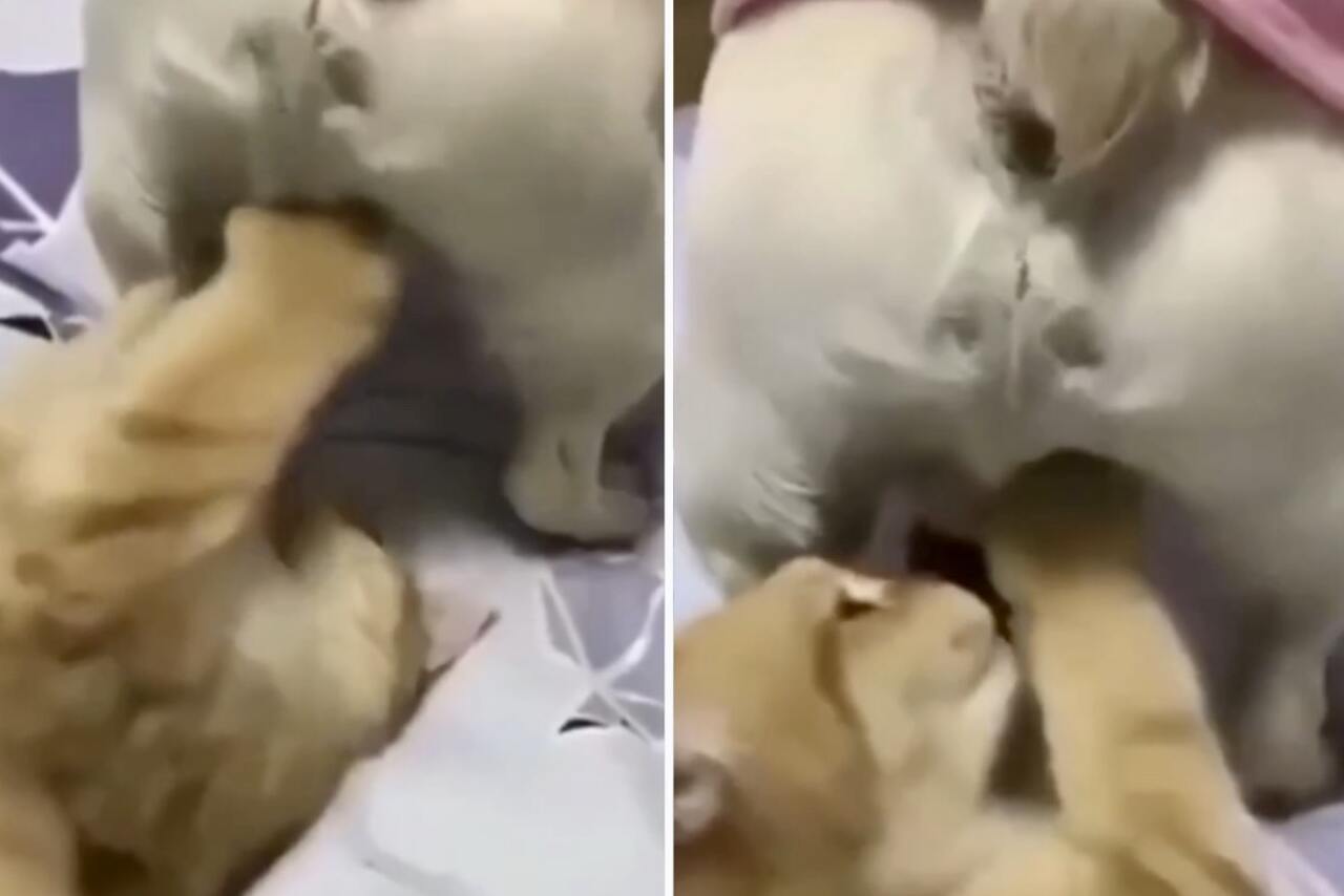 Hauska video: kissa päättää harjoitella nyrkkeilyä herkällä alueella koiranpennussa