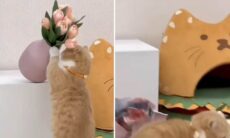 Vídeo hilário registra poder infinito dos gatos para destruir a casa