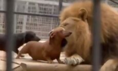 Vídeo impressionante: cãezinhos 'brigam' com leão e sobrevivem para contar a história