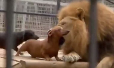 Vídeo impressionante: cãezinhos 'brigam' com leão e sobrevivem para contar a história