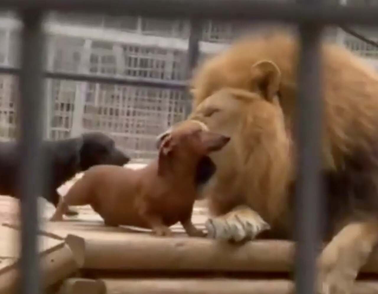 Video impresionant: Puii 'se luptă' cu un leu și supraviețuiesc pentru a povesti întâmplarea