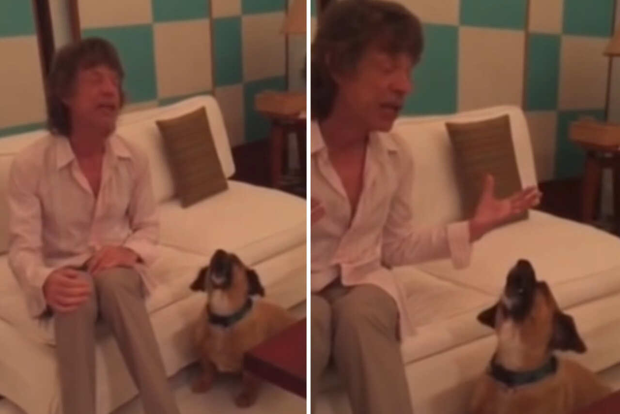 Video: Mick Jagger zingt duet met hond, die beter zingt dan de leadzanger van The Rolling Stones