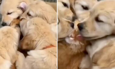 Vídeo fofo: gato recebe afeto úmido de matilha de golden retrievers
