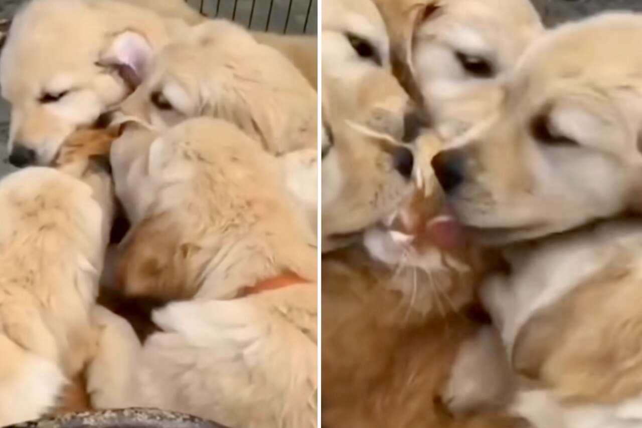 Videoclip adorabil: pisica primește afecțiune umedă din partea unei haită de golden retrieveri