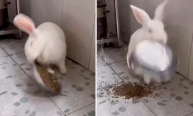 Vídeo hilário: tente não rir com as trapalhadas desses coelhos