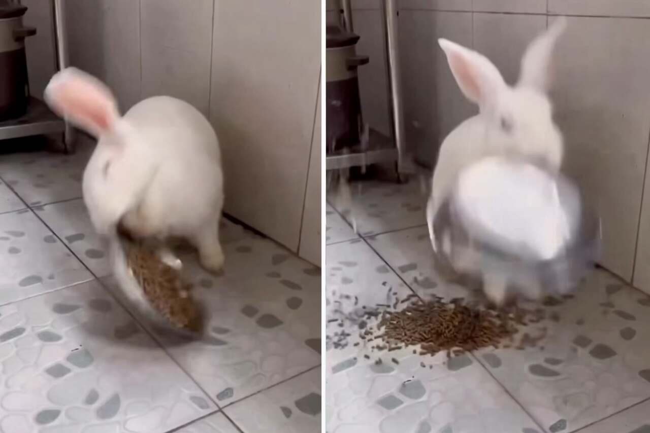 Rolig video: Försök att inte skratta åt dessa kaniners tabbar