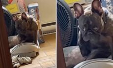 Vídeo hilário: cãozinho é flagrado em atividade libidinosa e fica constrangido