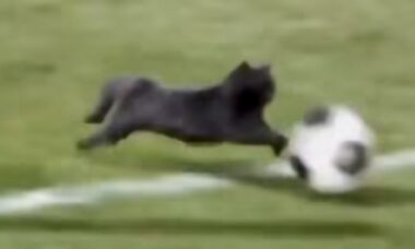 Vídeo impressionante: gato invade o campo, rouba a bola e 'faz golaço'