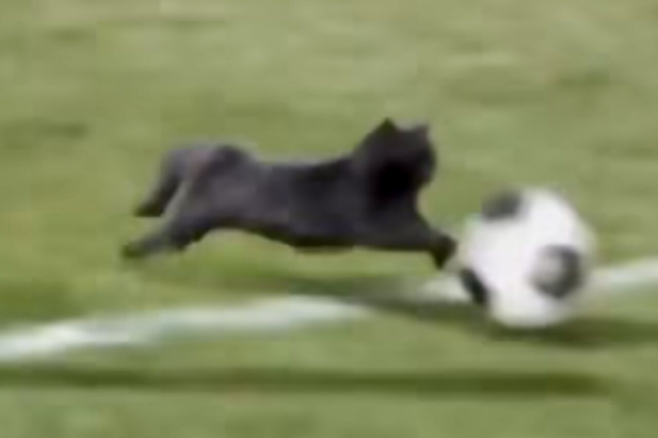 Niesamowity film: Kot wtargnął na boisko, ukradł piłkę i strzelił 'gola'