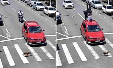 Vídeo impressionante: motociclista voa sobre carro que parou para cão atravessando na faixa