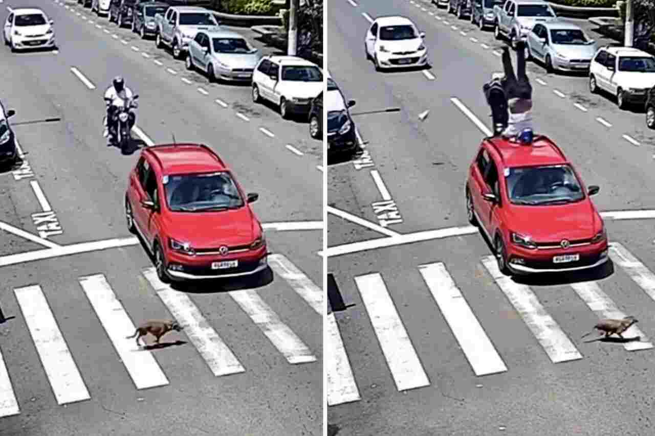 Niesamowite wideo: Motocyklista przeleciał nad samochodem, który zatrzymał się, by przepuścić psa przechodzącego przez ulicę