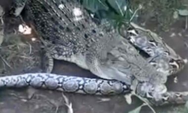 Vídeo assustador: crocodilo e python gigantesca entram em duelo de vida e morte