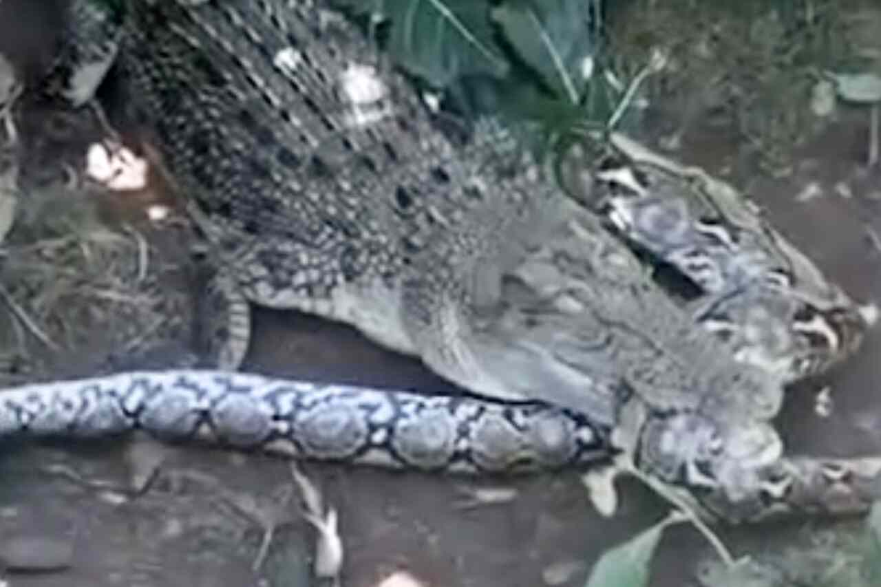 Vidéo terrifiante : Un énorme crocodile et un python géant s'affrontent dans un duel à mort