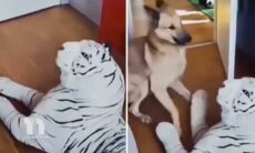 Vídeo aterrorizante: pets levam sustos e mostram que têm coração forte