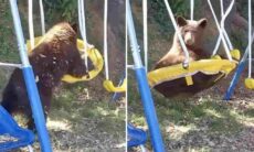 Vídeo hilário: urso folgado invade quintal de casa para brincar no balanço