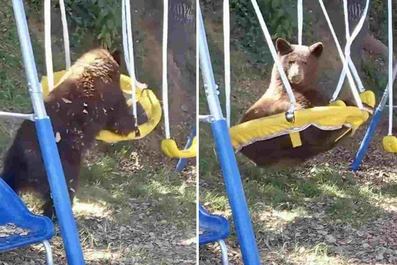 Rolig video: Latbjörn invaderar husets gård för att leka i gungan