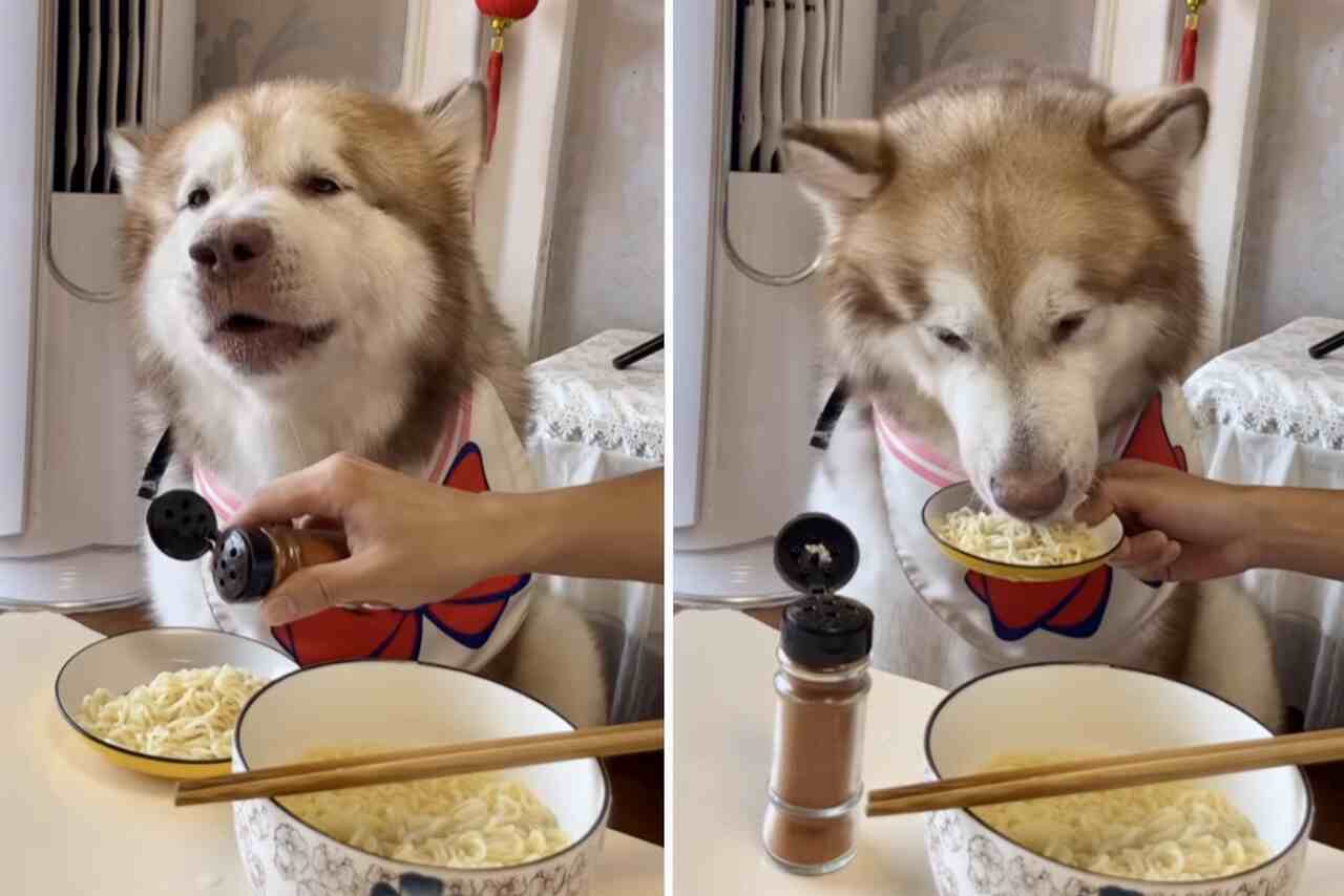 Härlig video: Gourmet hund kunde vara domare på MasterChef