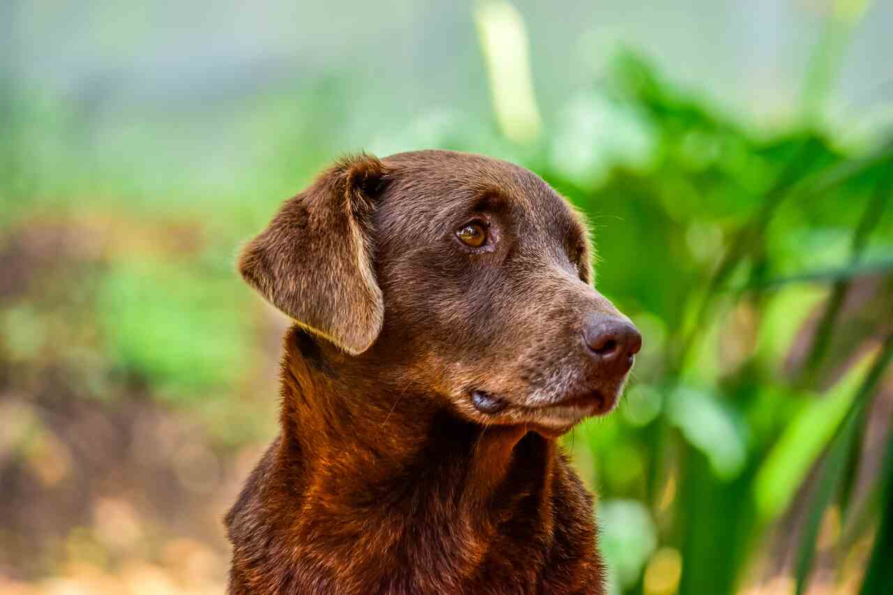 Check out 5 tips to improve the life of an elderly dog