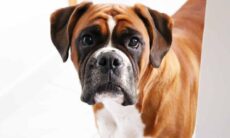 Mulher é presa após ser flagrada em vídeo fazendo sexo com seu cão