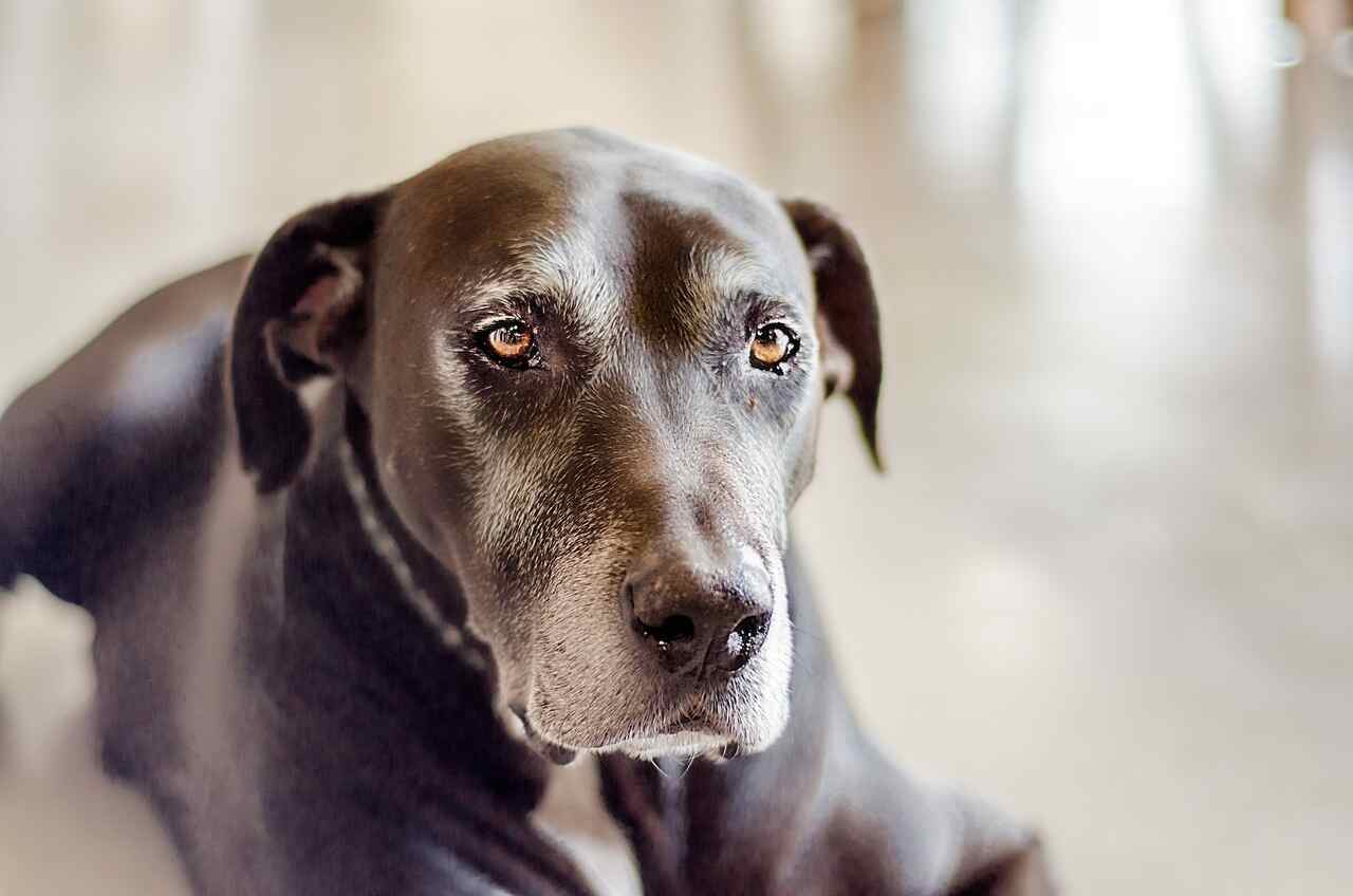Nieuwe Studie Onthult Hoe Je Je Hond Langer Kunt Laten Leven