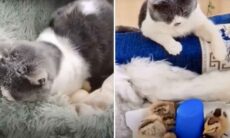 Vídeo fofo: gata choca ovos de galinha e trata pintinhos como filhotes