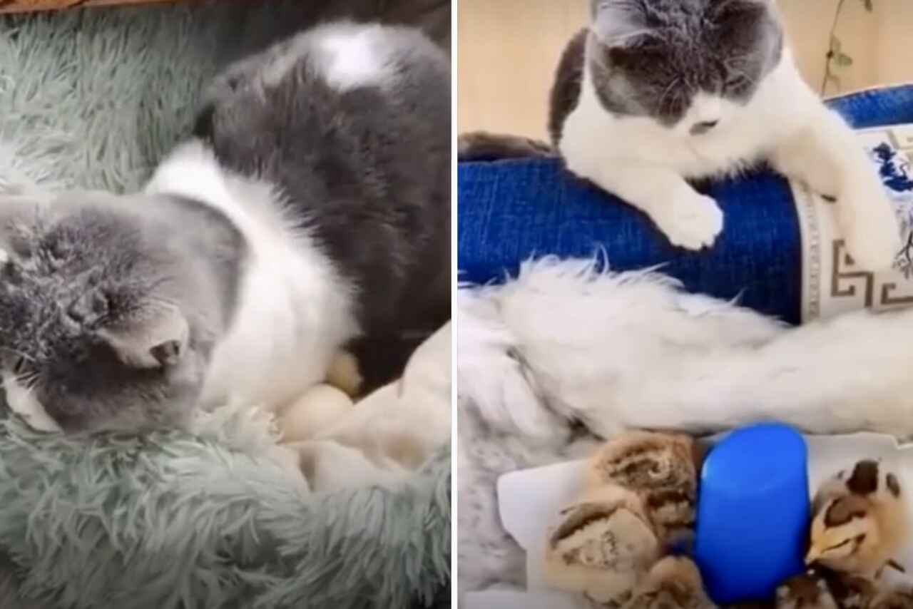 Ihastuttava video: kissa hautoo kananmunia ja hoitaa tipuja kuin omiaan